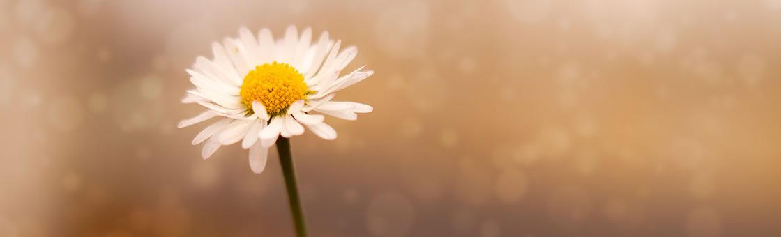 Calming floral banner